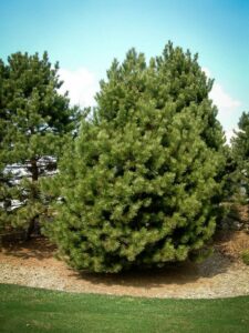 Сосна Чёрная (Pinus Nigra) купить по цене от 270.00р. в интернет-магазине «Посадика» с доставкой почтой в в Геленджике и по всей России – [изображение №1].