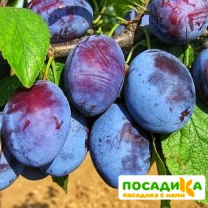 Слива Чачакская ранняя купить по цене от 229.00р. в интернет-магазине «Посадика» с доставкой почтой в в Геленджике и по всей России – [изображение №1].