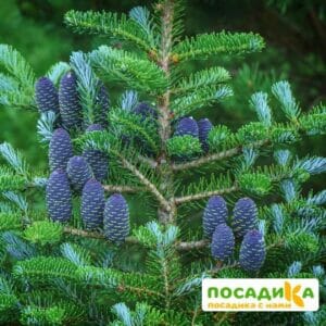 Пихта корейская (Abies koreana) купить по цене от 450.00р. в интернет-магазине «Посадика» с доставкой почтой в в Геленджике и по всей России – [изображение №1].