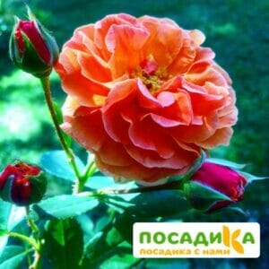 Роза Арабия купить по цене от 350.00р. в интернет-магазине «Посадика» с доставкой почтой в в Геленджике и по всей России – [изображение №1].