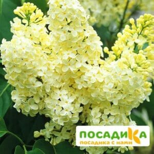 Сирень Примроуз (Primrose) купить по цене от 529.00р. в интернет-магазине «Посадика» с доставкой почтой в в Геленджике и по всей России – [изображение №1].