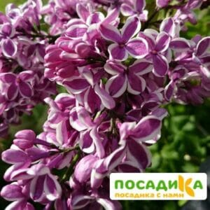 Сирень Сенсация купить по цене от 529.00р. в интернет-магазине «Посадика» с доставкой почтой в в Геленджике и по всей России – [изображение №1].