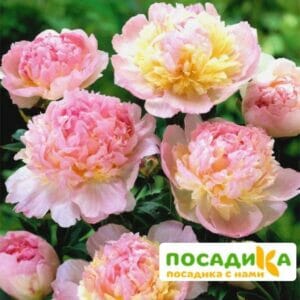 Пион Распберри Сандей (Paeonia Raspberry Sundae) купить по цене от 959р. в интернет-магазине «Посадика» с доставкой почтой в в Геленджике и по всей России – [изображение №1].