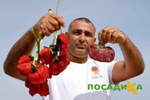 Клубника Гигант Джорнея купить по цене от 266р. в интернет-магазине «Посадика» с доставкой почтой в в Геленджике и по всей России – [изображение №1].