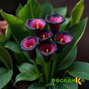 Калла Аура Лейс купить по цене от 400р. в интернет-магазине «Посадика» с доставкой почтой в в Геленджике и по всей России – [изображение №1].