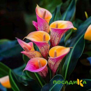 Калла Оникс купить по цене от 450р. в интернет-магазине «Посадика» с доставкой почтой в в Геленджике и по всей России – [изображение №1].