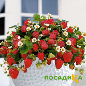 Клубника Рубиновый Шепот (горшечная) купить по цене от 240р. в интернет-магазине «Посадика» с доставкой почтой в в Геленджике и по всей России – [изображение №1].