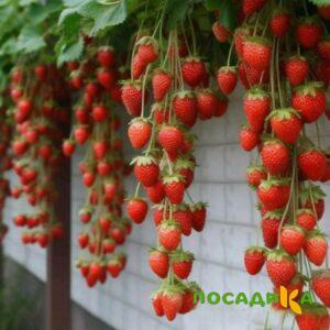 Клубника вьющаяся Комплимент купить по цене от 470р. в интернет-магазине «Посадика» с доставкой почтой в в Геленджике и по всей России – [изображение №1].