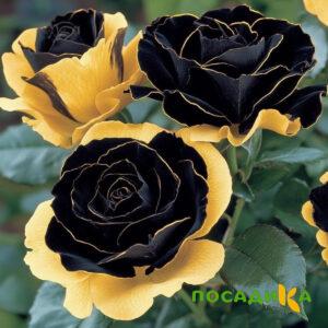 Роза Ханни Сикл купить по цене от 700р. в интернет-магазине «Посадика» с доставкой почтой в в Геленджике и по всей России – [изображение №1].