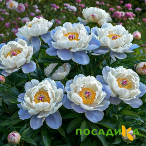 Пион акварельный Этюд купить по цене от 806р. в интернет-магазине «Посадика» с доставкой почтой в в Геленджике и по всей России – [изображение №1].