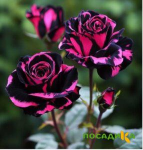 Роза Багровый Шепот купить по цене от 366р. в интернет-магазине «Посадика» с доставкой почтой в в Геленджике и по всей России – [изображение №1].