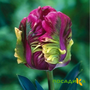 Тюльпан Экзотик Хэвен купить по цене от 186р. в интернет-магазине «Посадика» с доставкой почтой в в Геленджике и по всей России – [изображение №1].