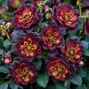 Морозник Сноу Дроп купить по цене от 348р. в интернет-магазине «Посадика» с доставкой почтой в в Геленджике и по всей России – [изображение №1].